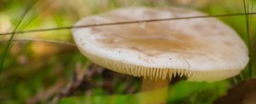 Млечник камфорный – гриб с противным запахом