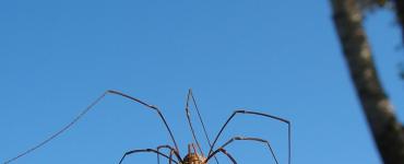 Приметы и суеверия про пауков