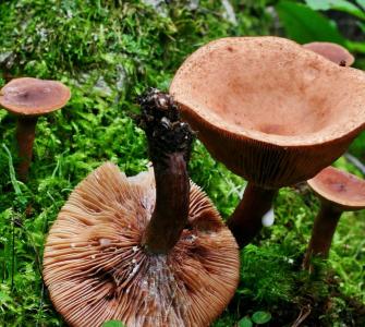 Ядовитые грибы млечники (с фото)